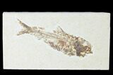 Fossil Fish (Knightia) - Wyoming #150341-1